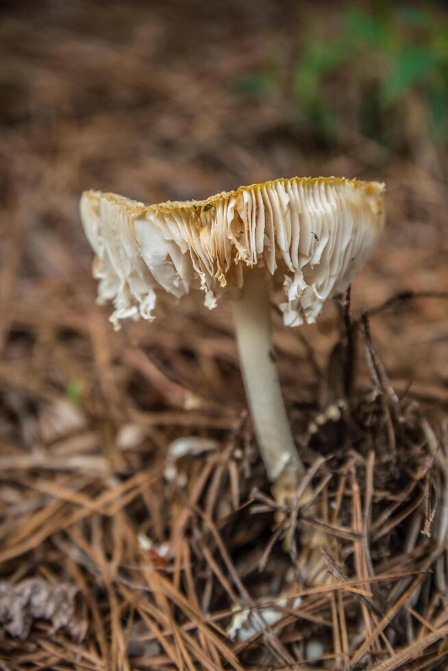 Mushroom on the forest floor side view photo