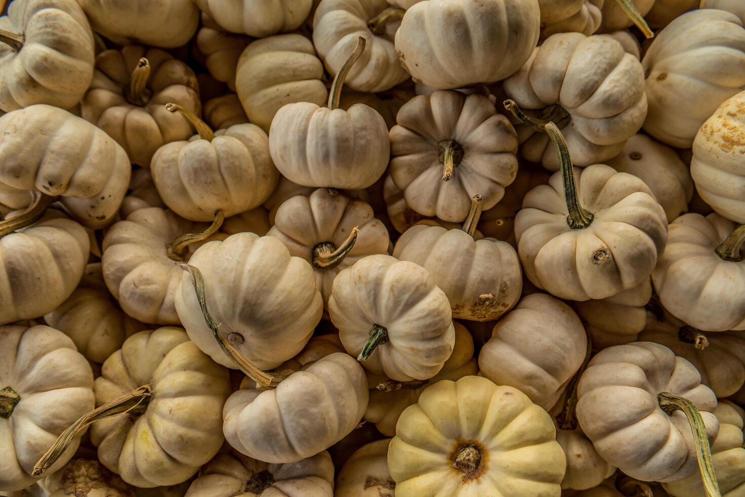 White mini pumpkins in a pile photo