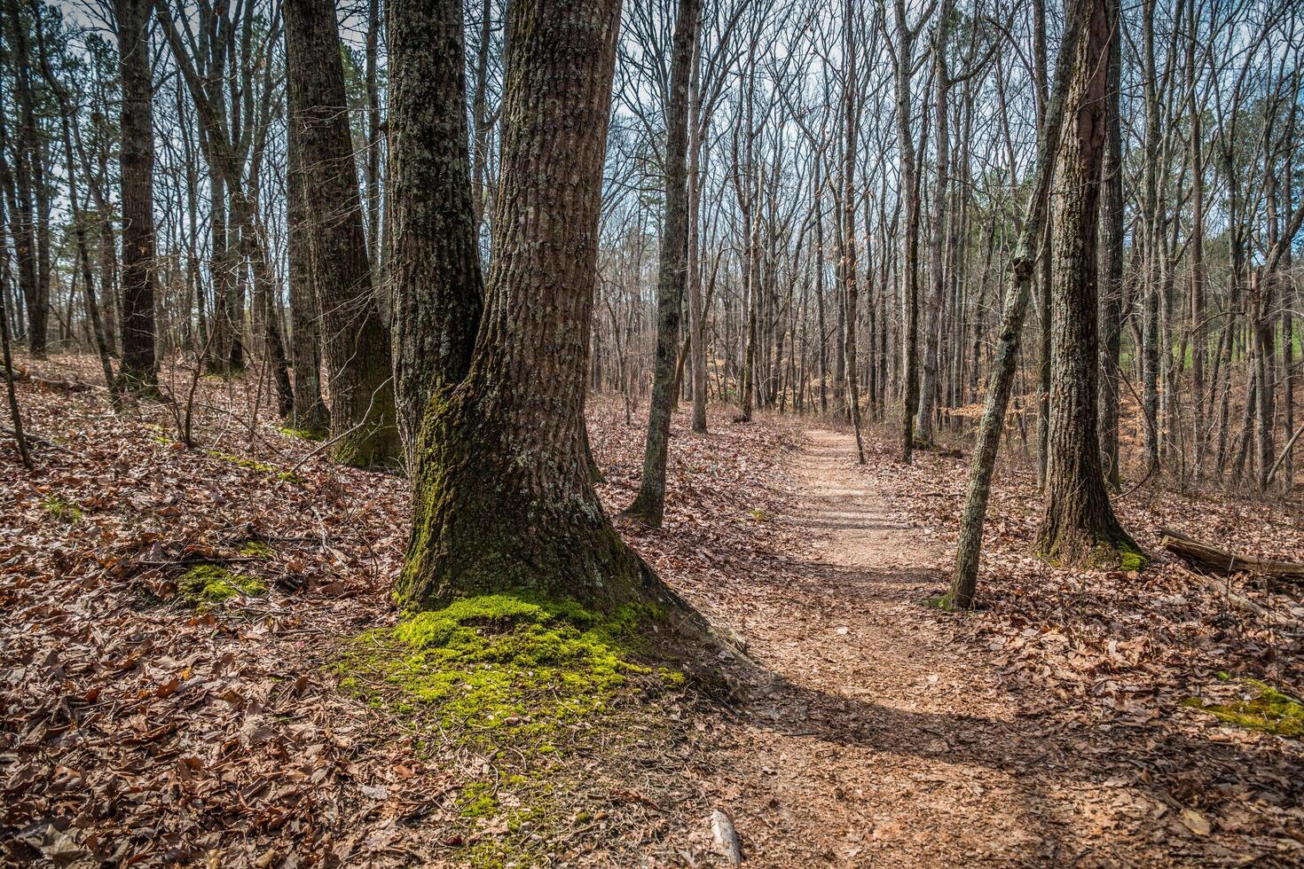 Hiking trail in a forest photo