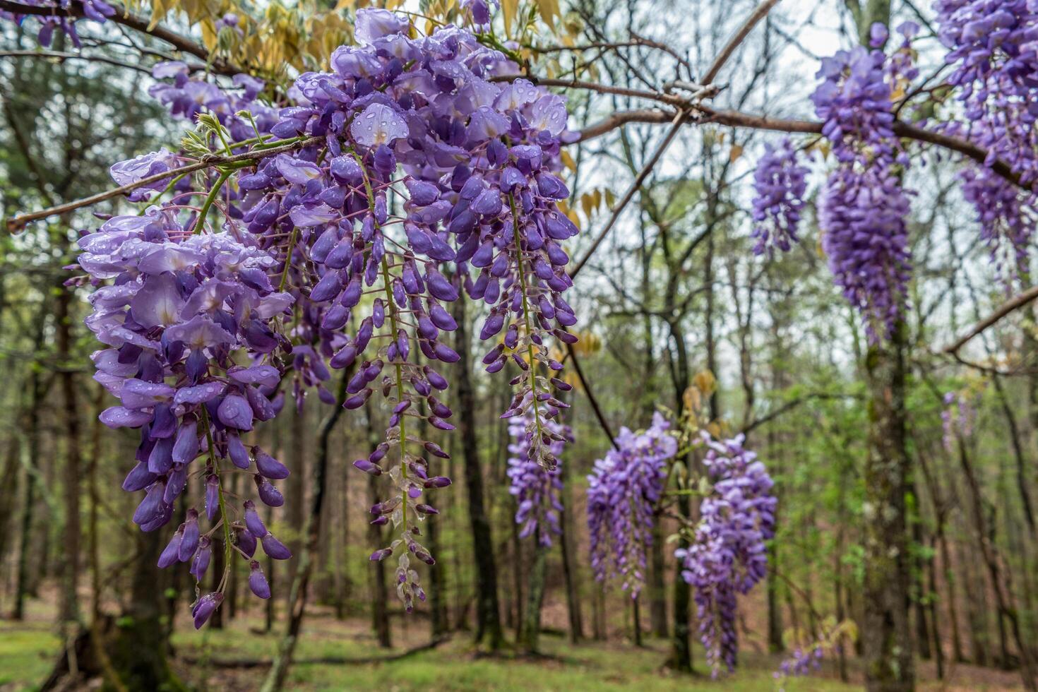Purple wisteria flowers springtime photo