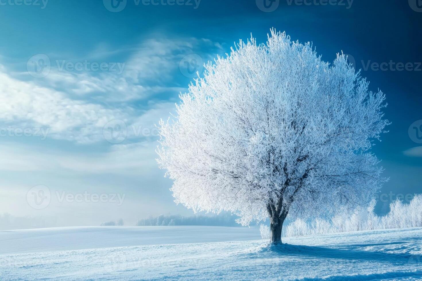 Lonely tree covered by snow standing on a snowy field in winter photo