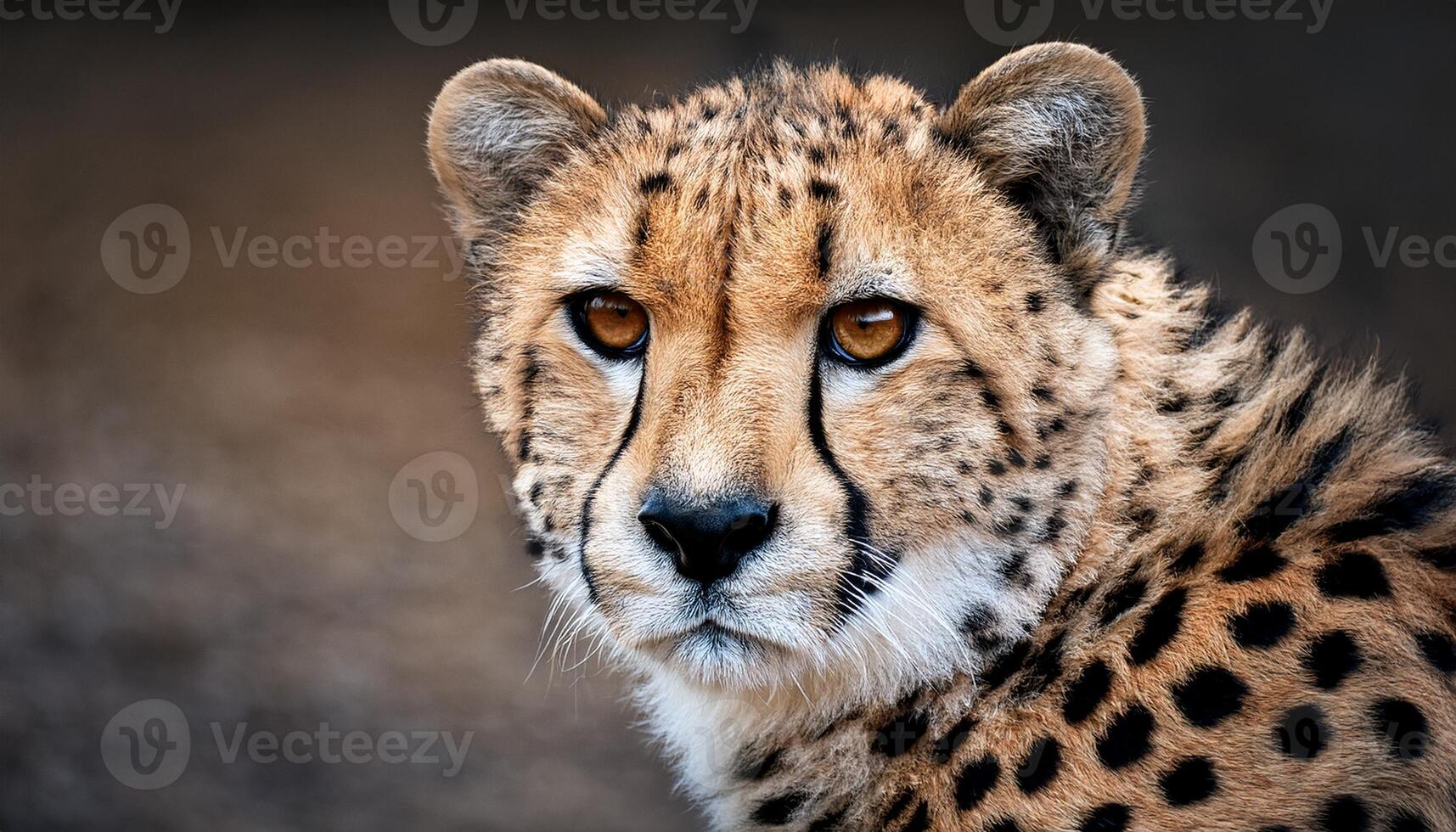 portrait of a cheetah, cheetah, showcasing its sharp gaze and detailed fur pattern, The cheetah is intense eyes and sleek features are captured in sharp focus, cheetah is amber eyes and its fur photo