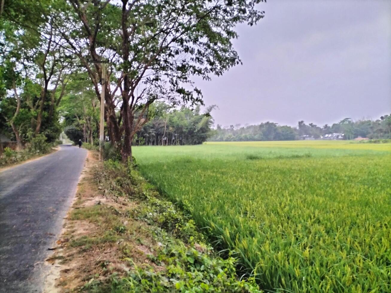 greenery natural background photo