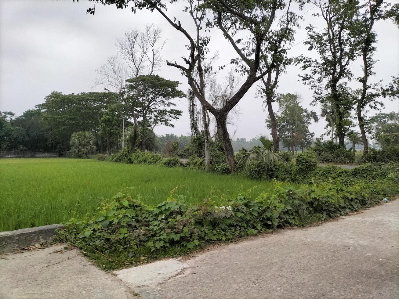 greenery natural background photo