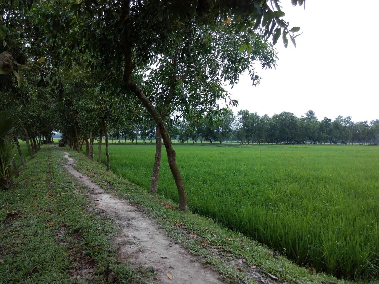 greenery landscape background scenery images photo