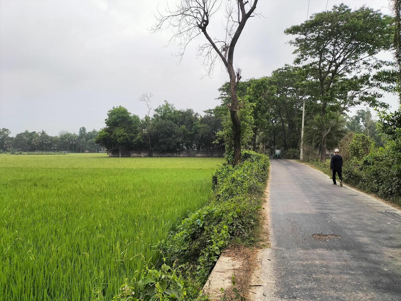 greenery natural background photo