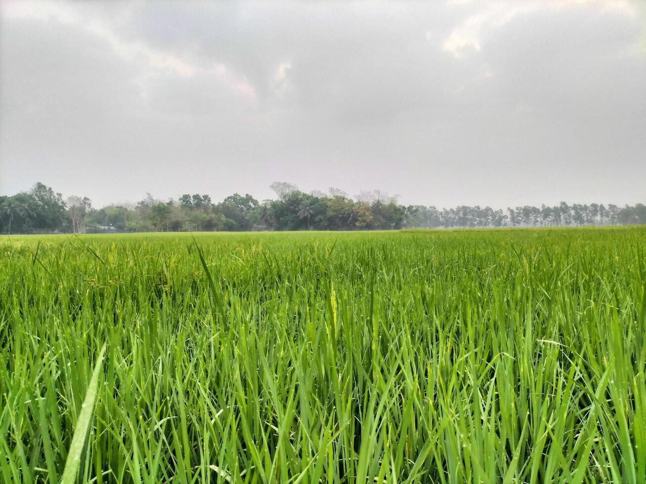 greenery natural background photo