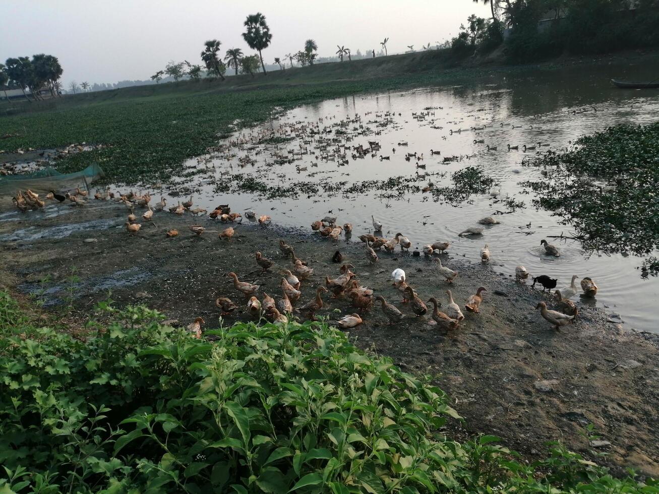 river in dack evening scenery photo