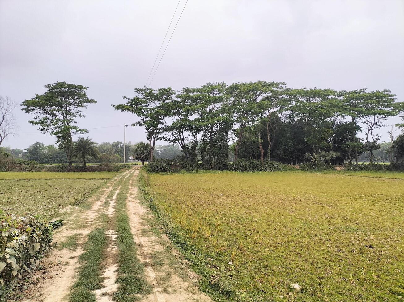 greenery natural background photo