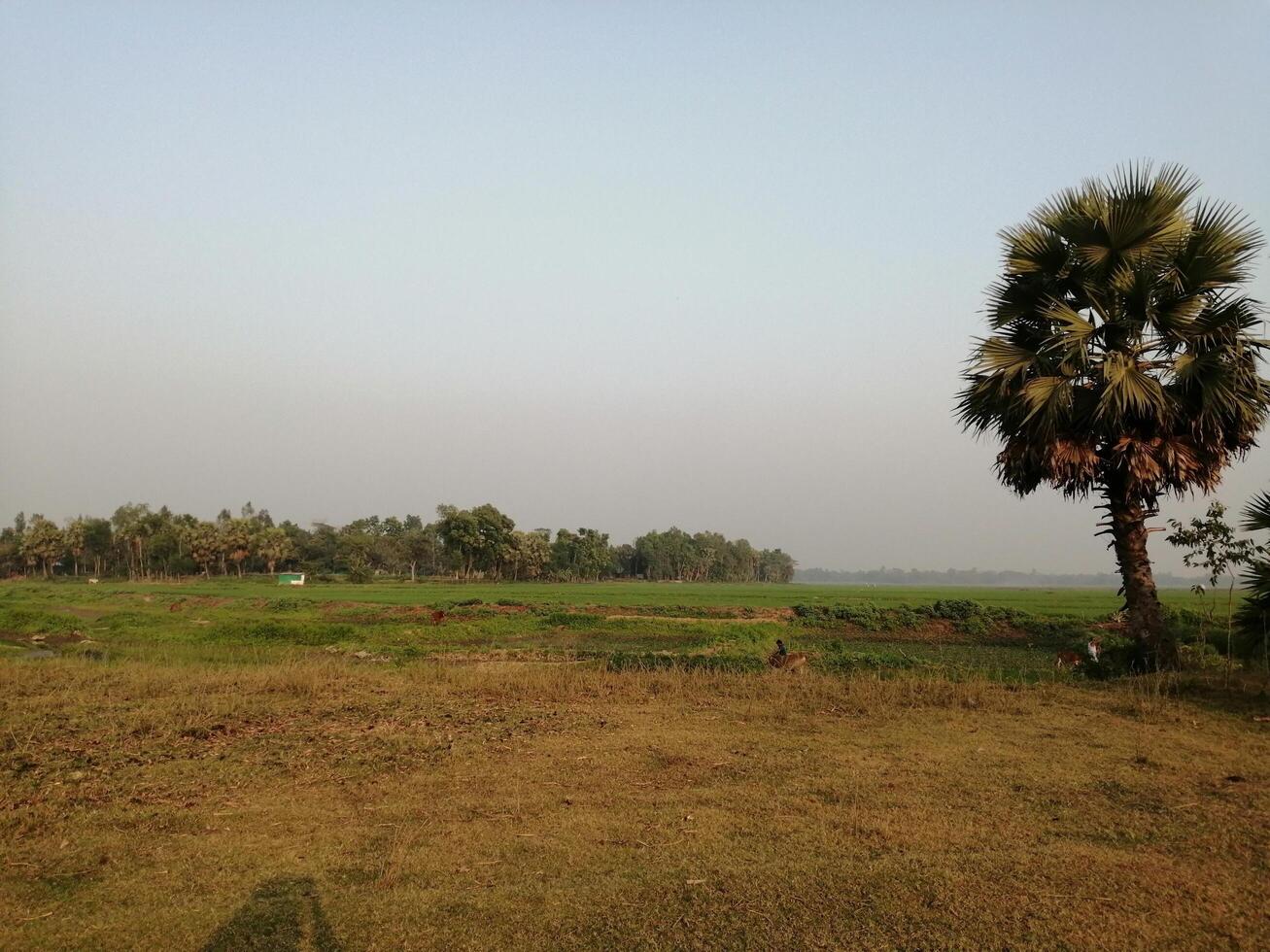 beutiful village green scenery background photo
