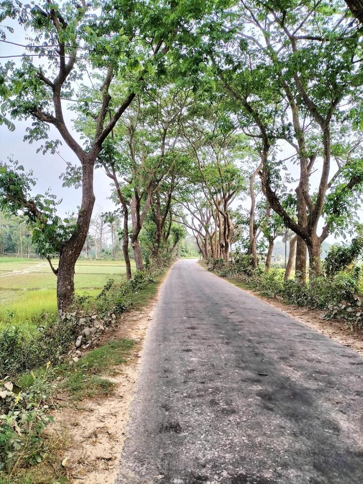 greenery natural background photo