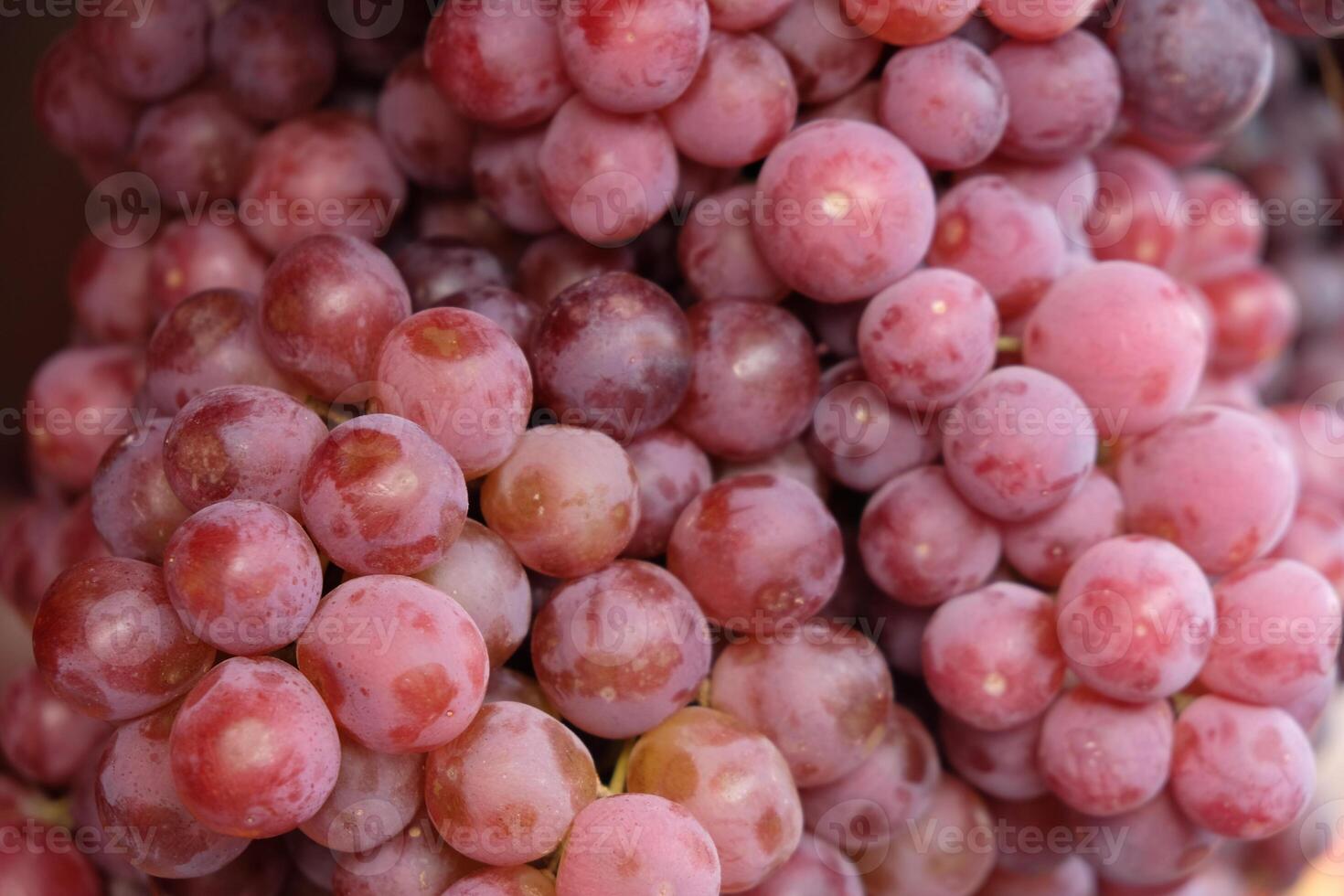 The Red Globe is a variety of very large, seeded red grapes with firm flesh used mainly as a table grape. Vitis vinifera 'Red Globe' photo