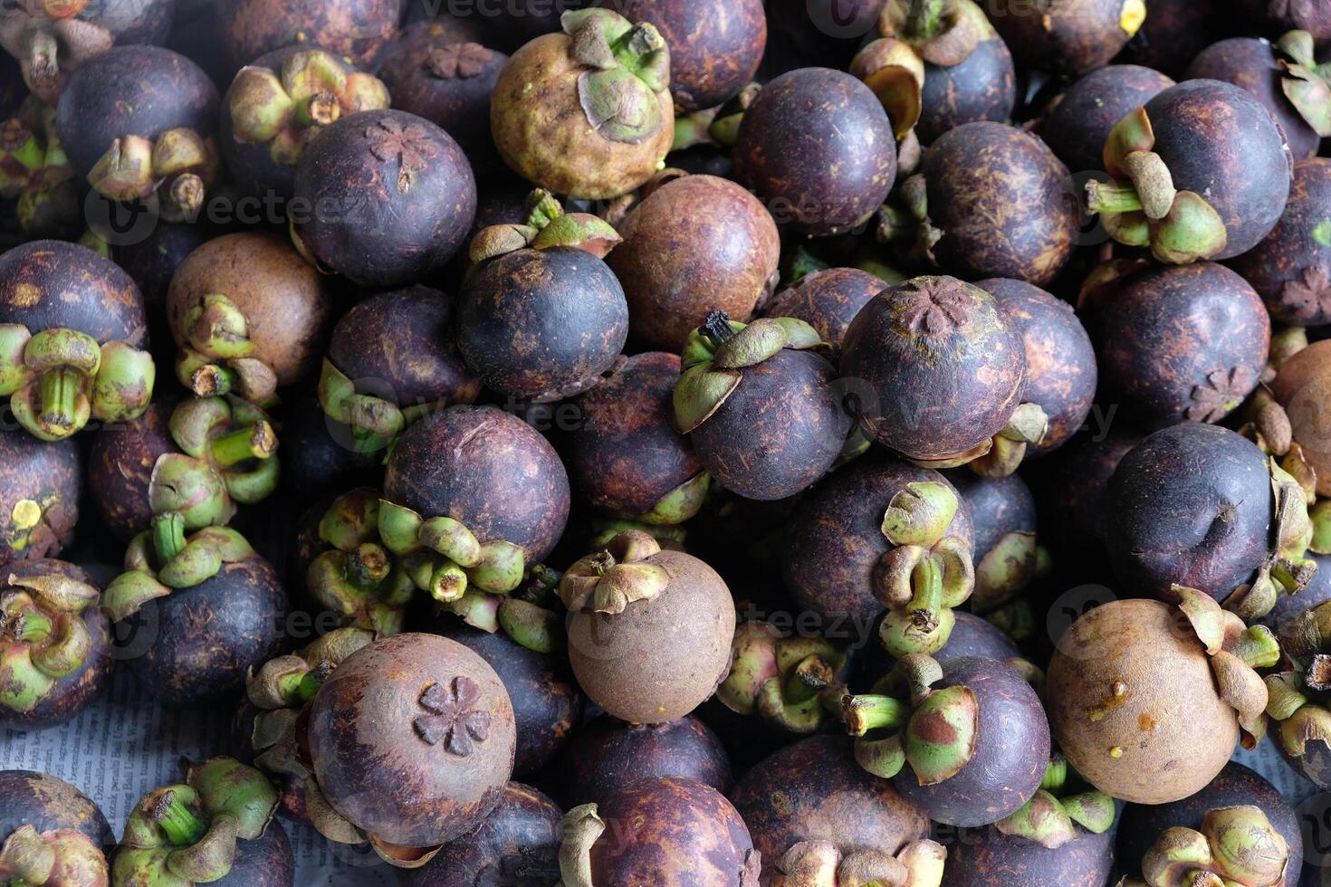 Mangosteen is a kind of evergreen tree from the tropics which is believed to have originated in the Malay Peninsula and spread to the Archipelago. Garcinia mangostana. photo
