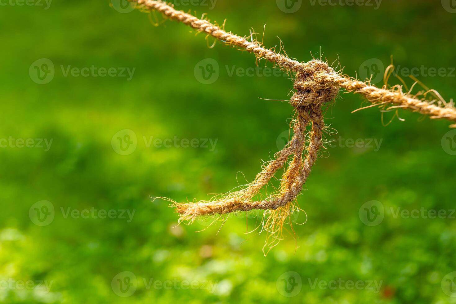 rope is tied to a tree branch photo