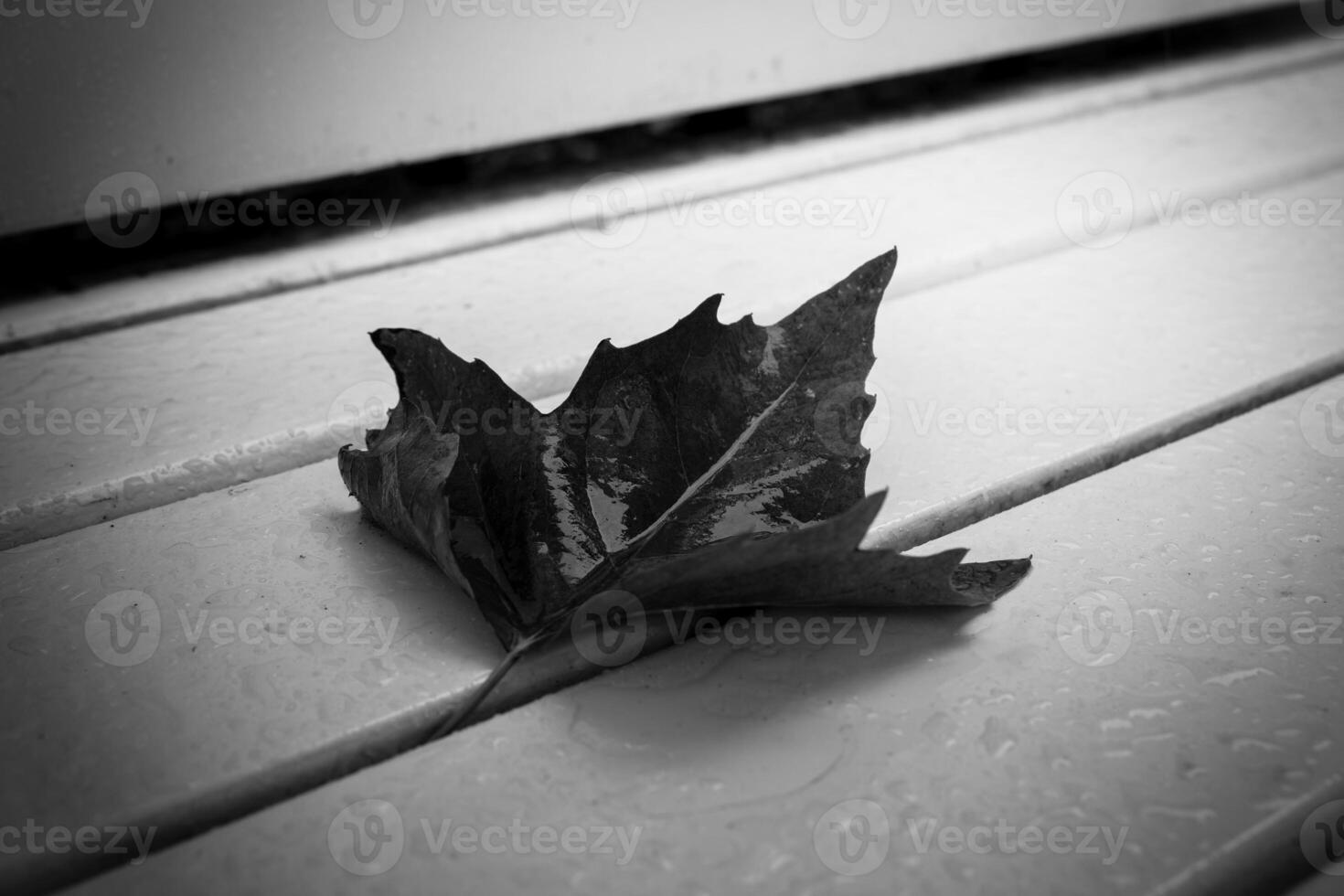 leaf is laying on a bench the leaf is black and has a jagged edge photo