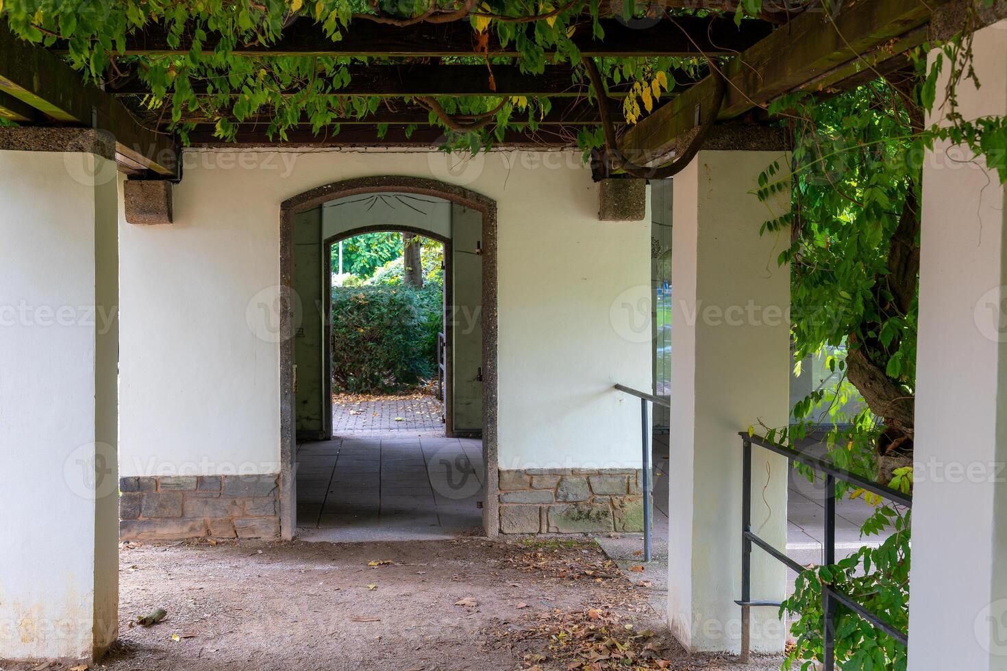 Green creeper plant growing on wooden pergola above terrace in public park photo