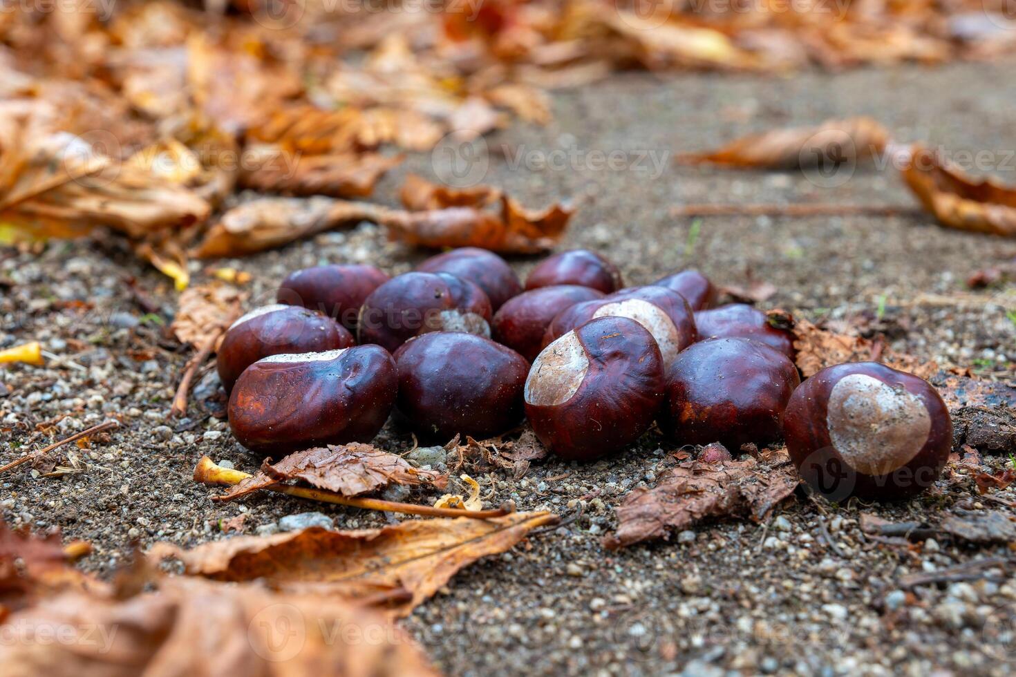 pile of acorns on the ground photo