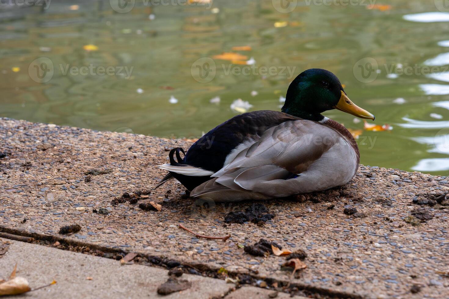 duck is laying on the ground near a body of water photo