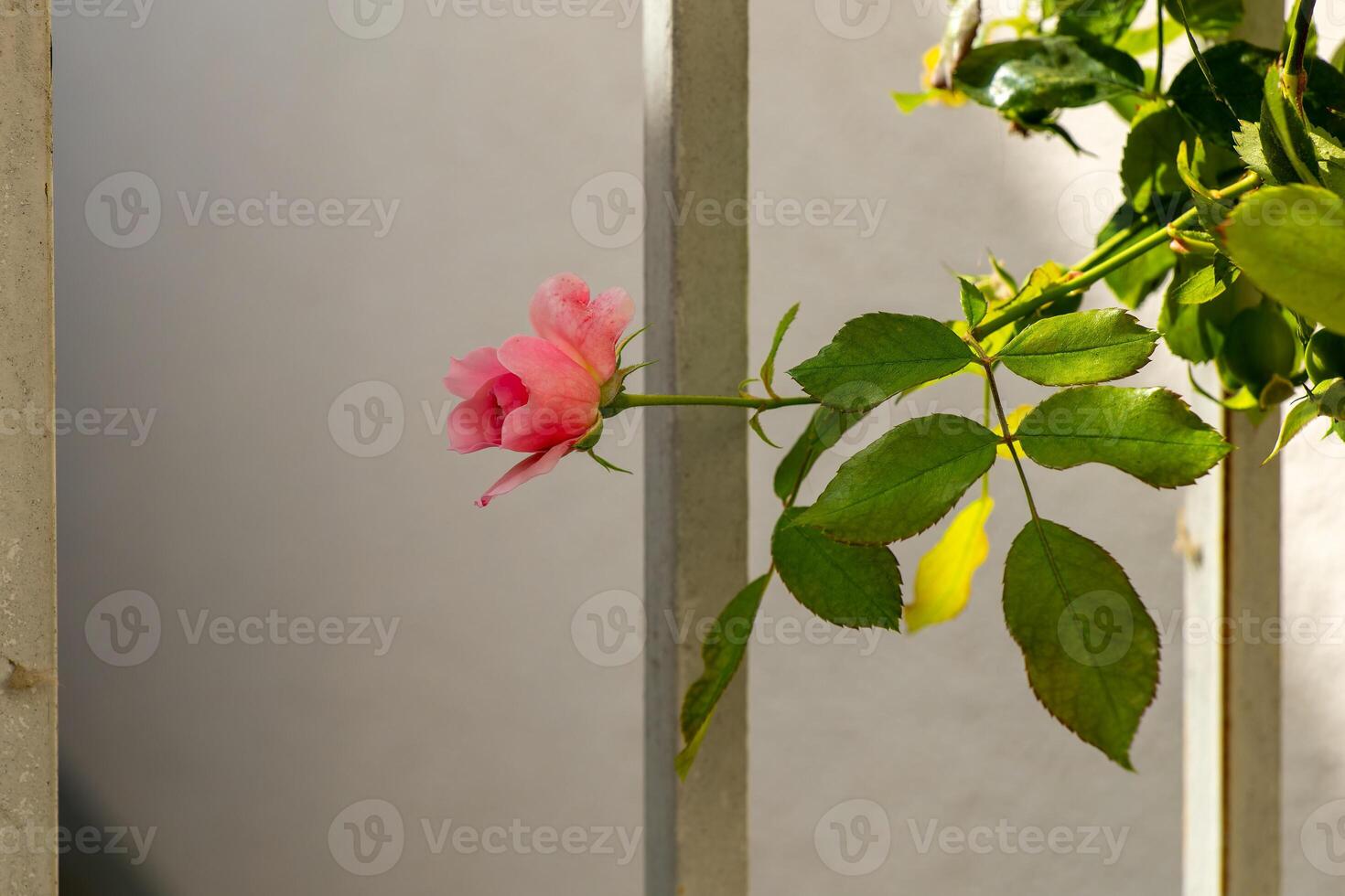 pink rose is sitting on a railing photo