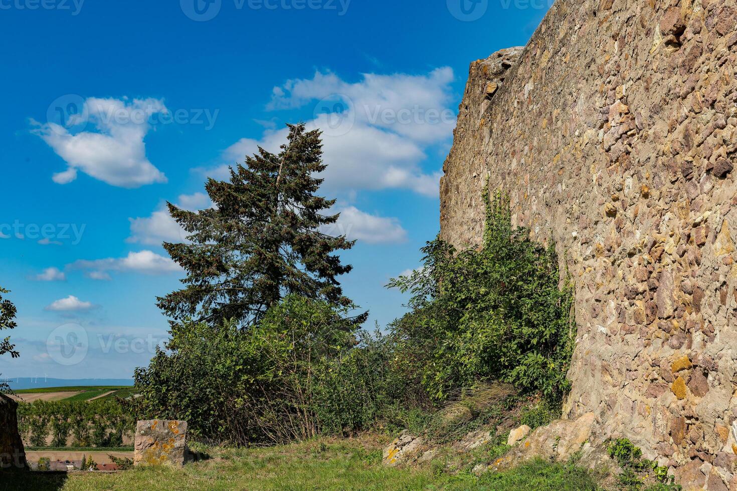 tree is growing next to a wall photo