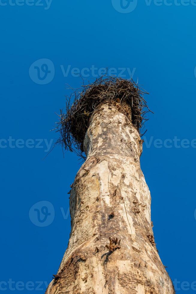nest is perched on a tree trunk photo
