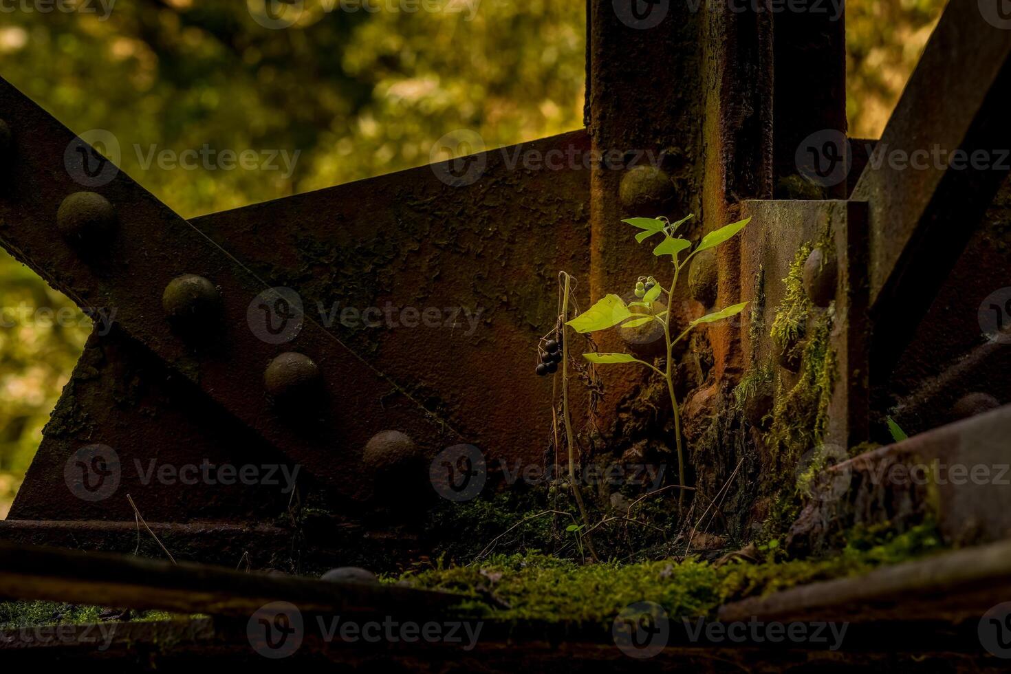 plant is growing in the dirt next to a rusty metal structure photo