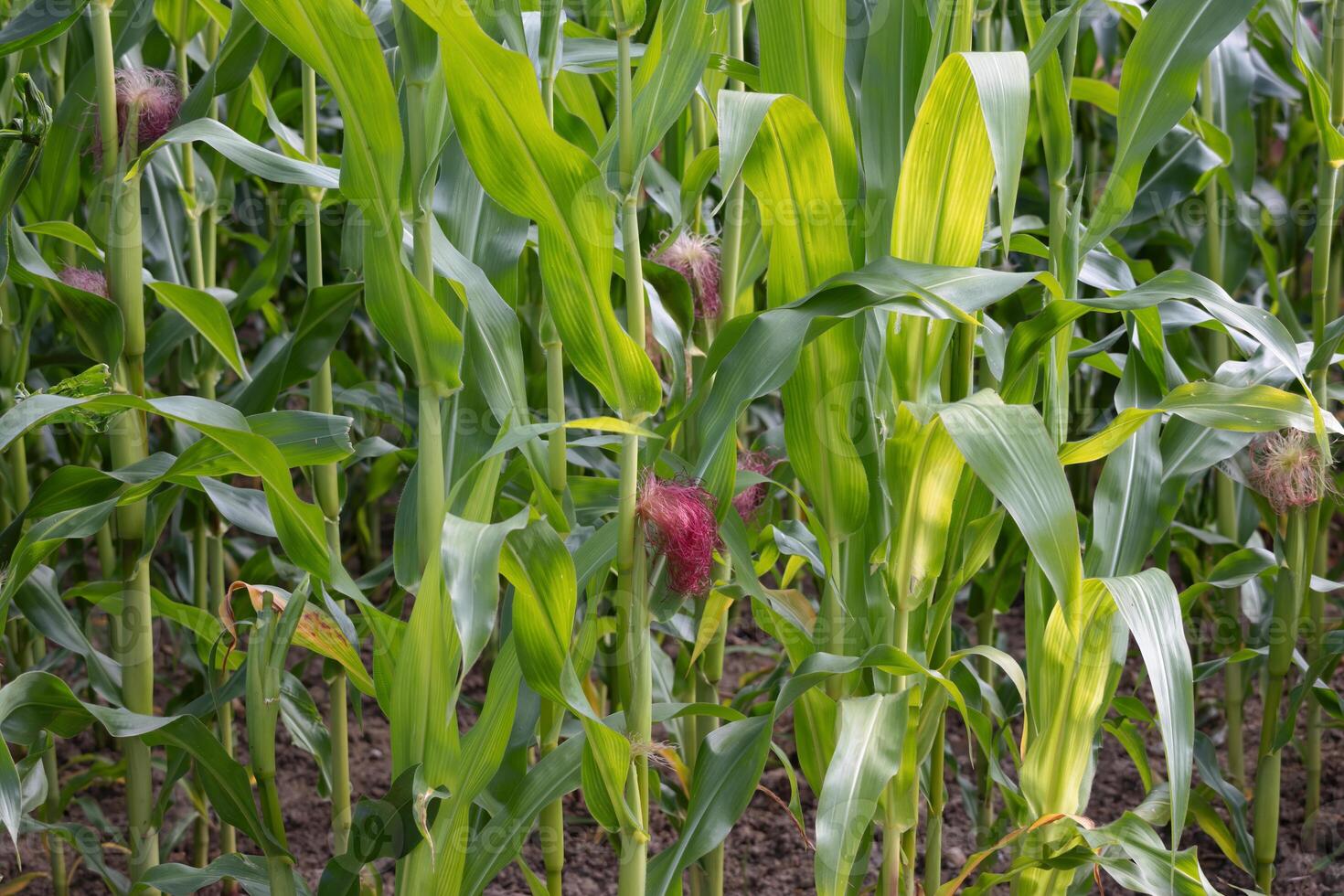 Maize ripening in a field in East Grinstead photo