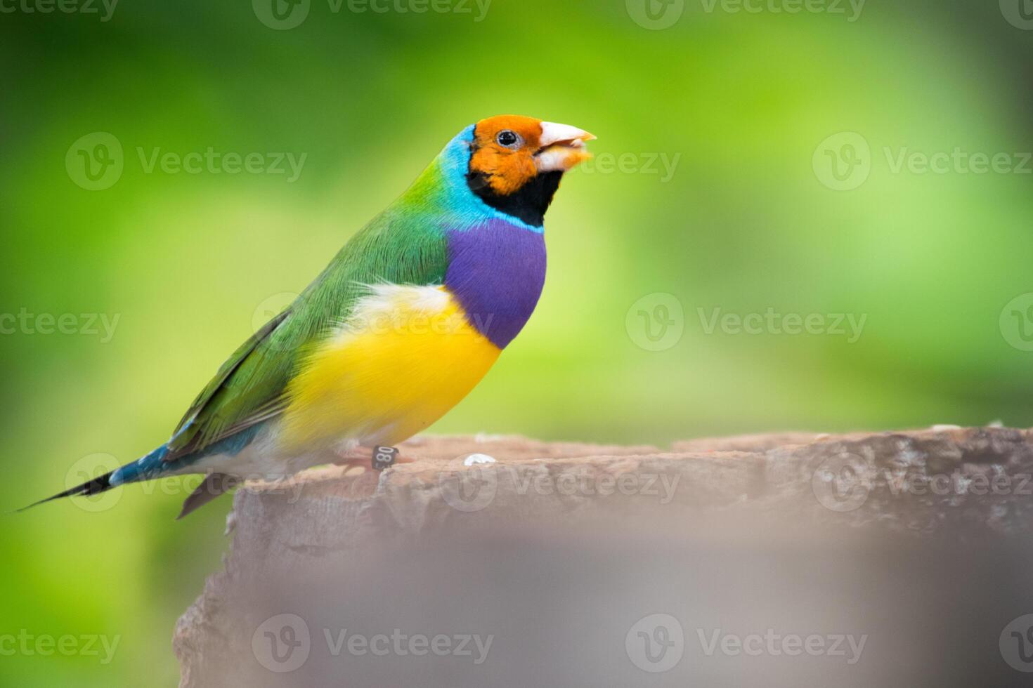a close up image of a Gouldin finch bird feeding on seeds photo