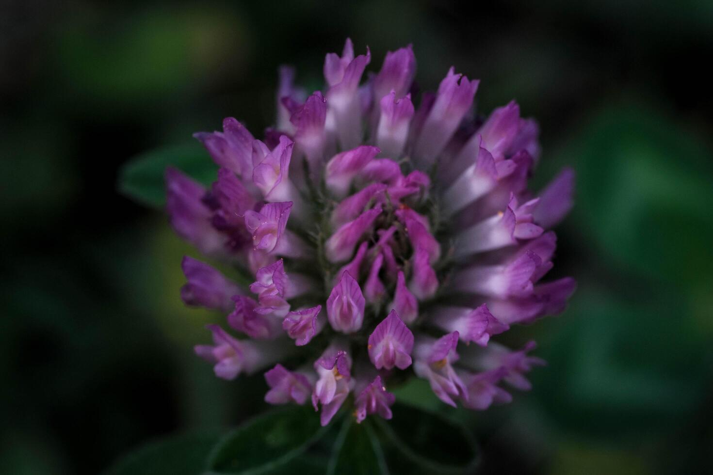 The meadow clover on blurred background is a herbaceous plant of the legume family characterized by its leaves composed of three leaflets and its purple or pink flowers grouped in round heads photo