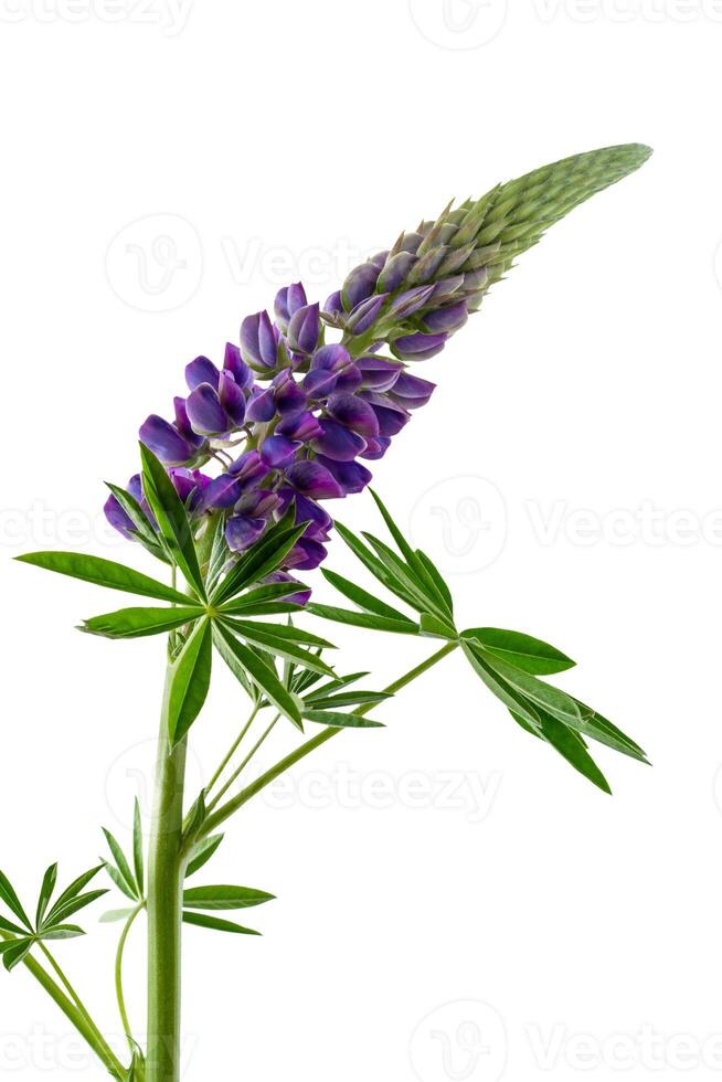 Lupine flower isolated on white background photo