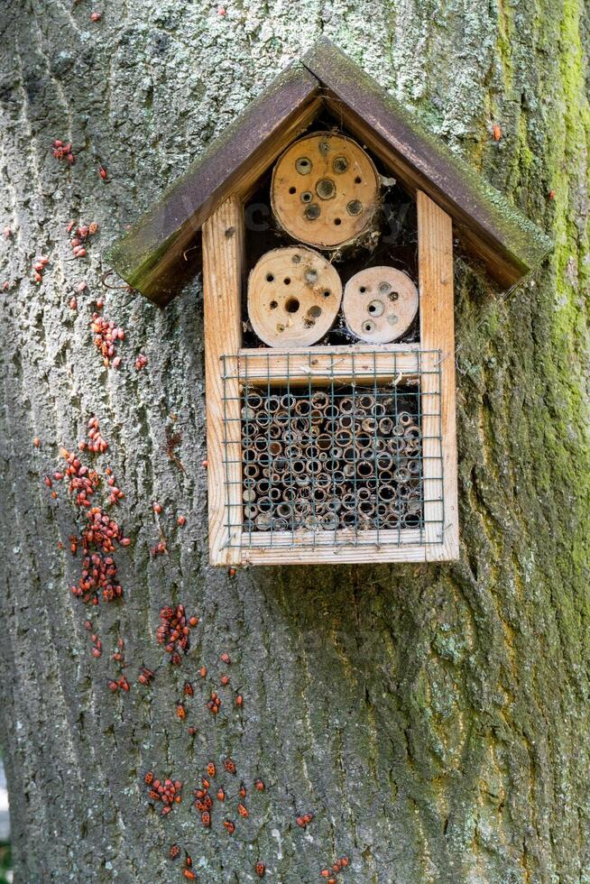 House for insects. A box made of bark, straw and stones. Bricks, cones and bamboo for the insect to settle there. Home for wild bees. Eco friendly do-it-yourself craft. Idea for a garden. DIY photo