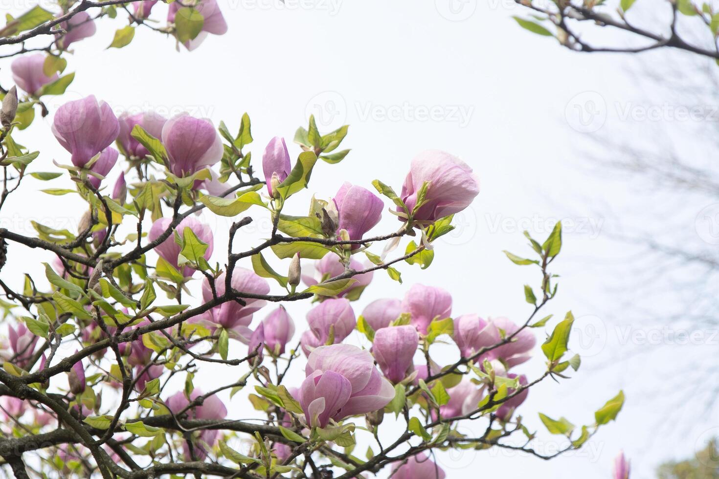 Pink magnolia flowers. Flower bud on a tree branch in the garden. photo