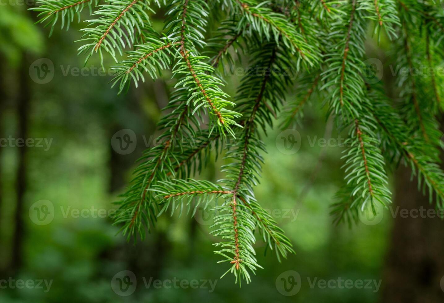 Pine trees. Green background. Christmas tree needles photo