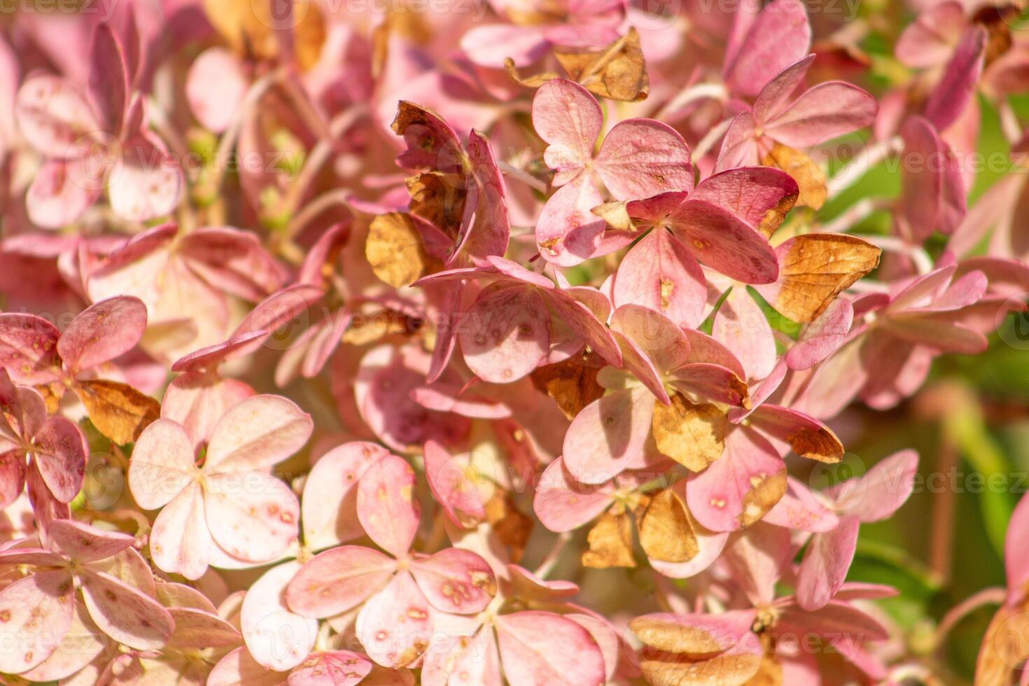 Hydrangeas petal bud background. Pink Hydrangea flower. photo