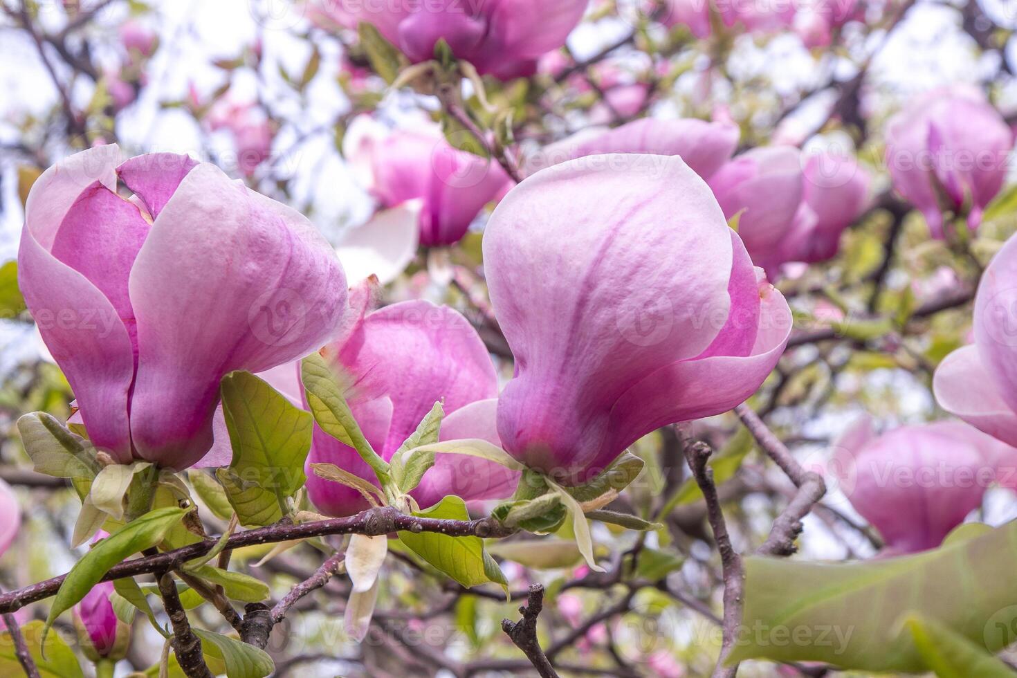 Pink magnolia flowers. Flower bud on a tree branch in the garden. photo