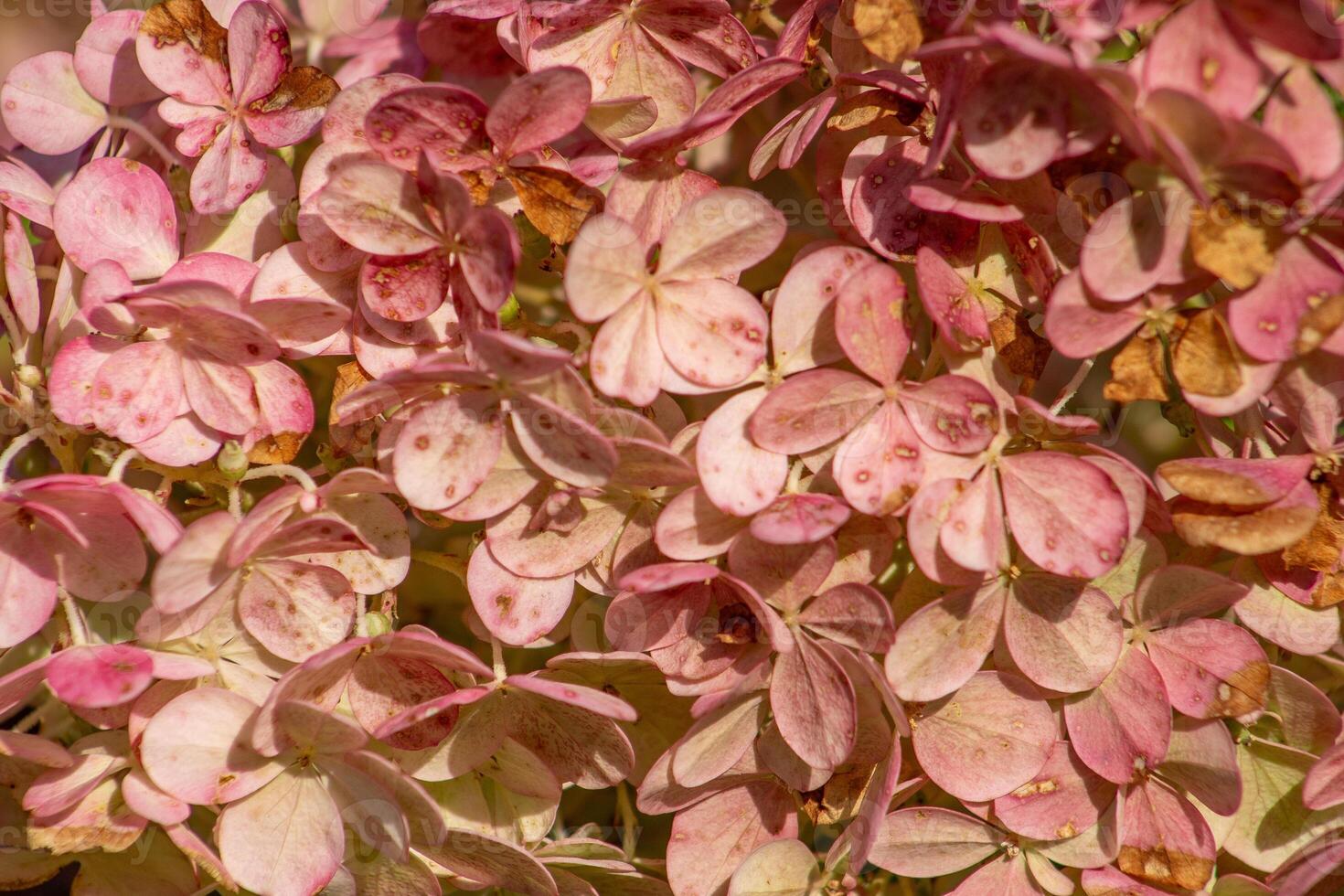 Hydrangeas petal bud background. Pink Hydrangea flower. photo