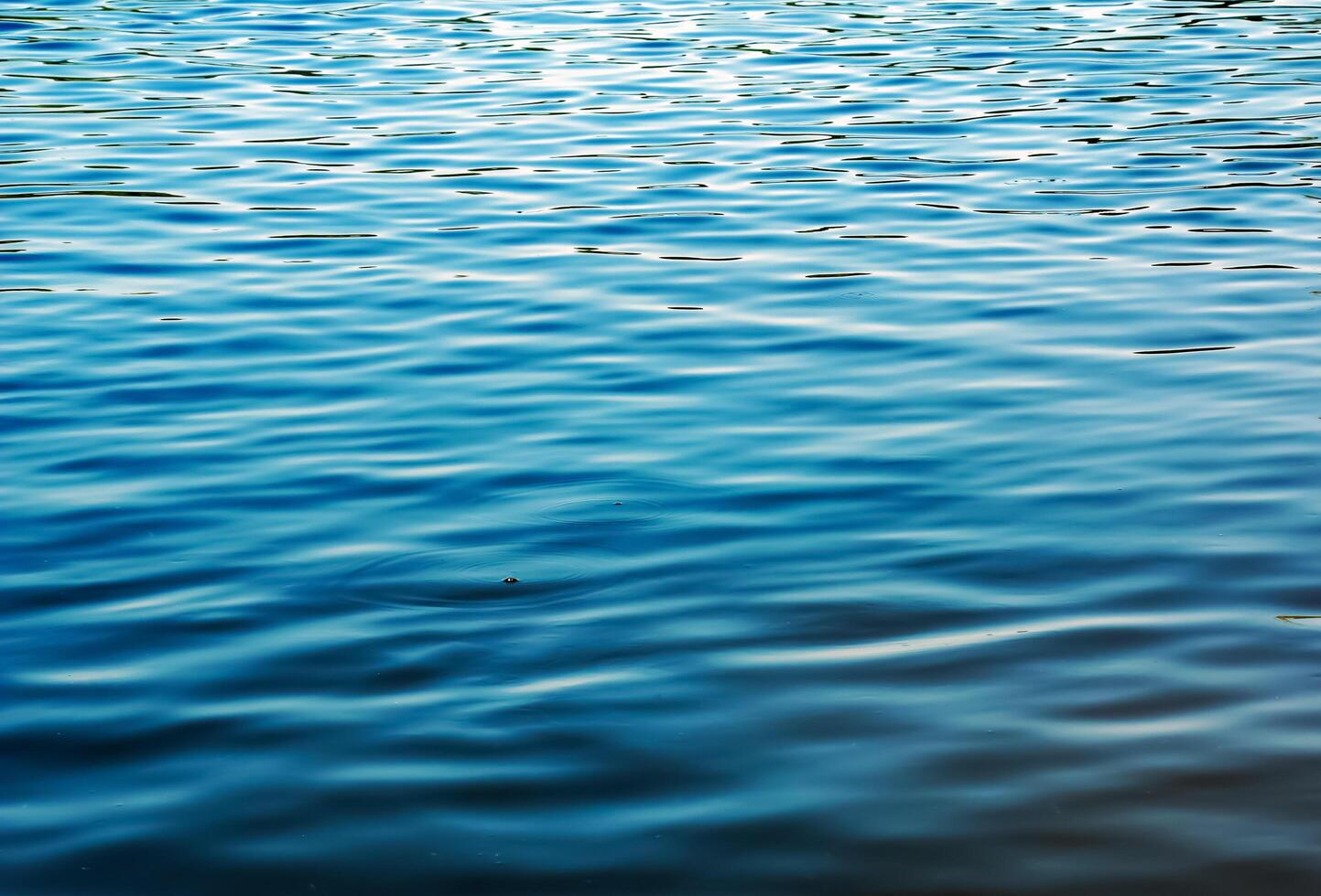 Water ripple texture background. Wavy water surface during sunset, golden light reflecting in the water. Light background. photo