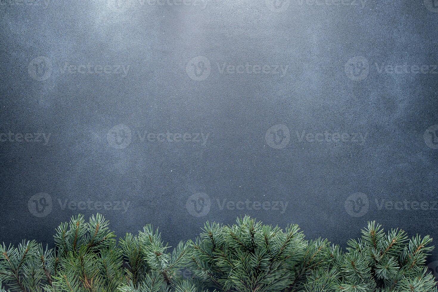 Green tree branches. Christmas natural background copy space. photo