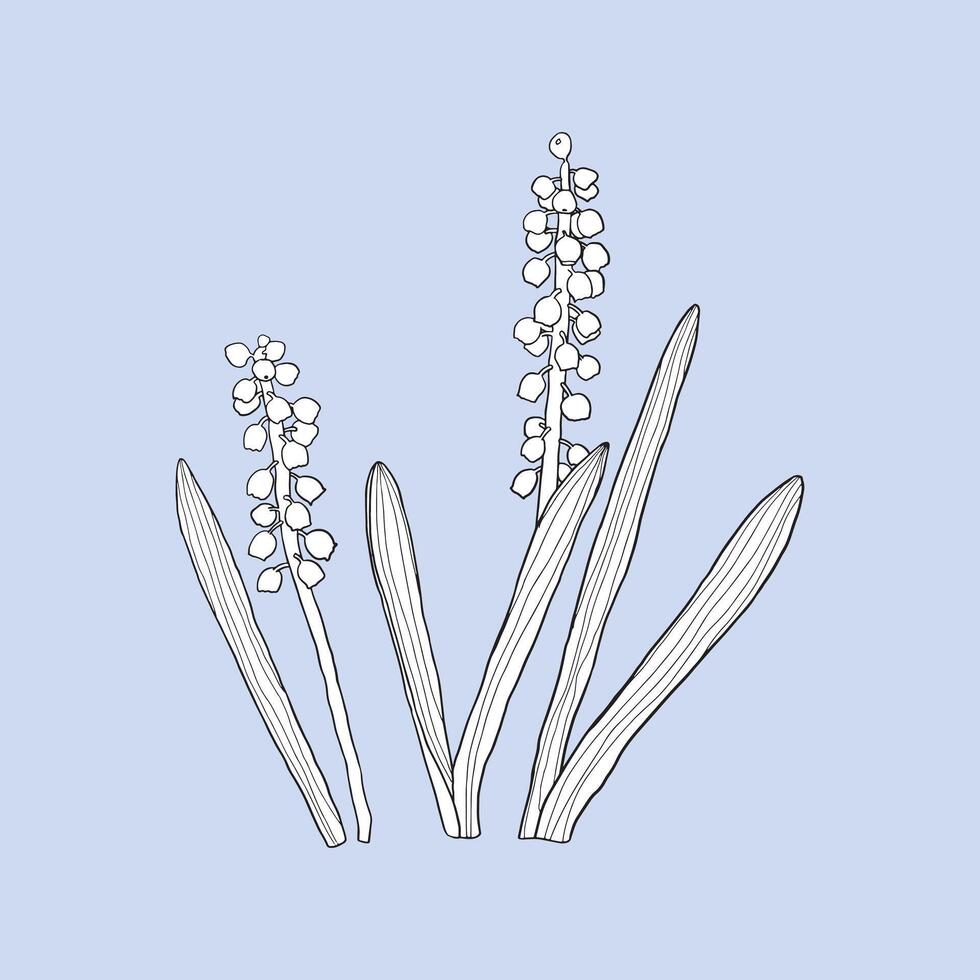 Monochrome plant Muscari on a violet background. Can be used for postcards, invitations, advertising, web, textile and other. vector