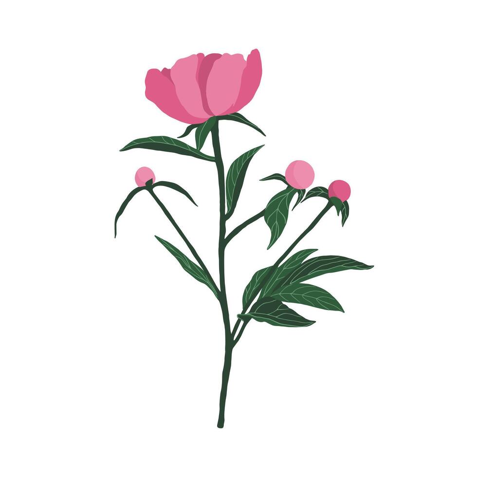 Colorful peony on a white background. Can be used for postcards, invitations, advertising, web, textile and other. vector