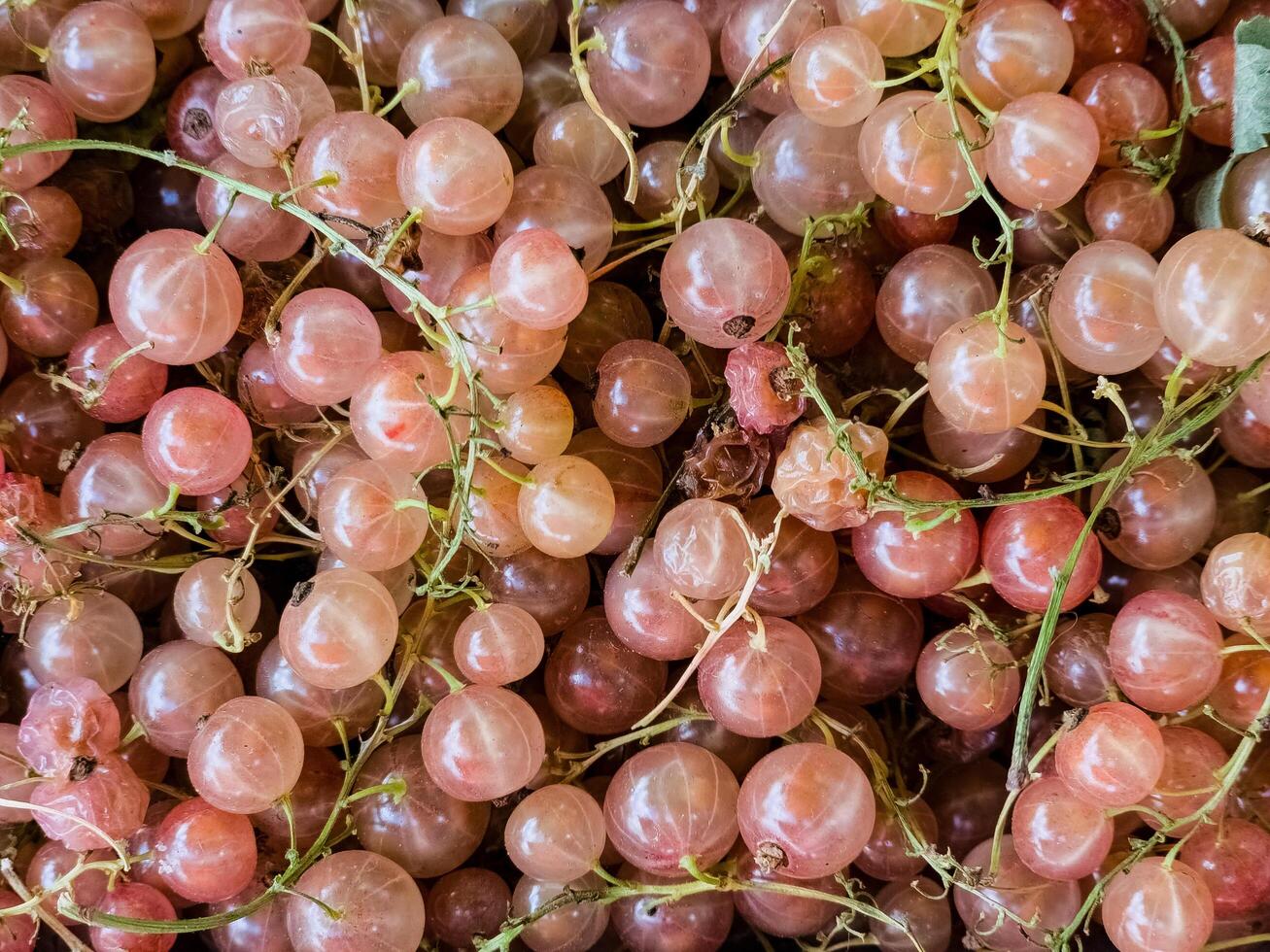 Fresh white currants as a background, top view. White currant texture. Close-up photo