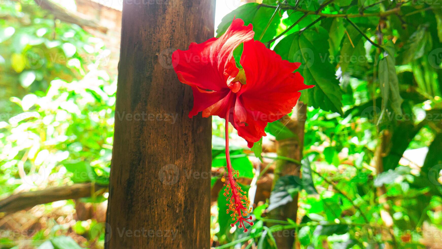 Vibrant Red Hibiscus Bloom in a Lush Tropical Garden photo
