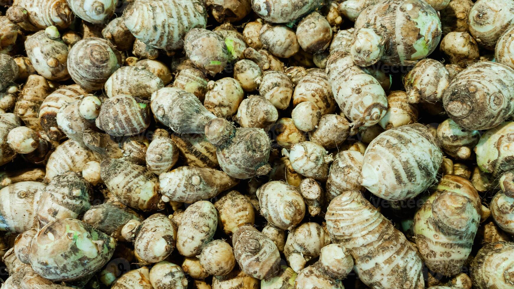 Fresh Taro Roots Piled Together Organic Tropical Root Vegetable Photography photo