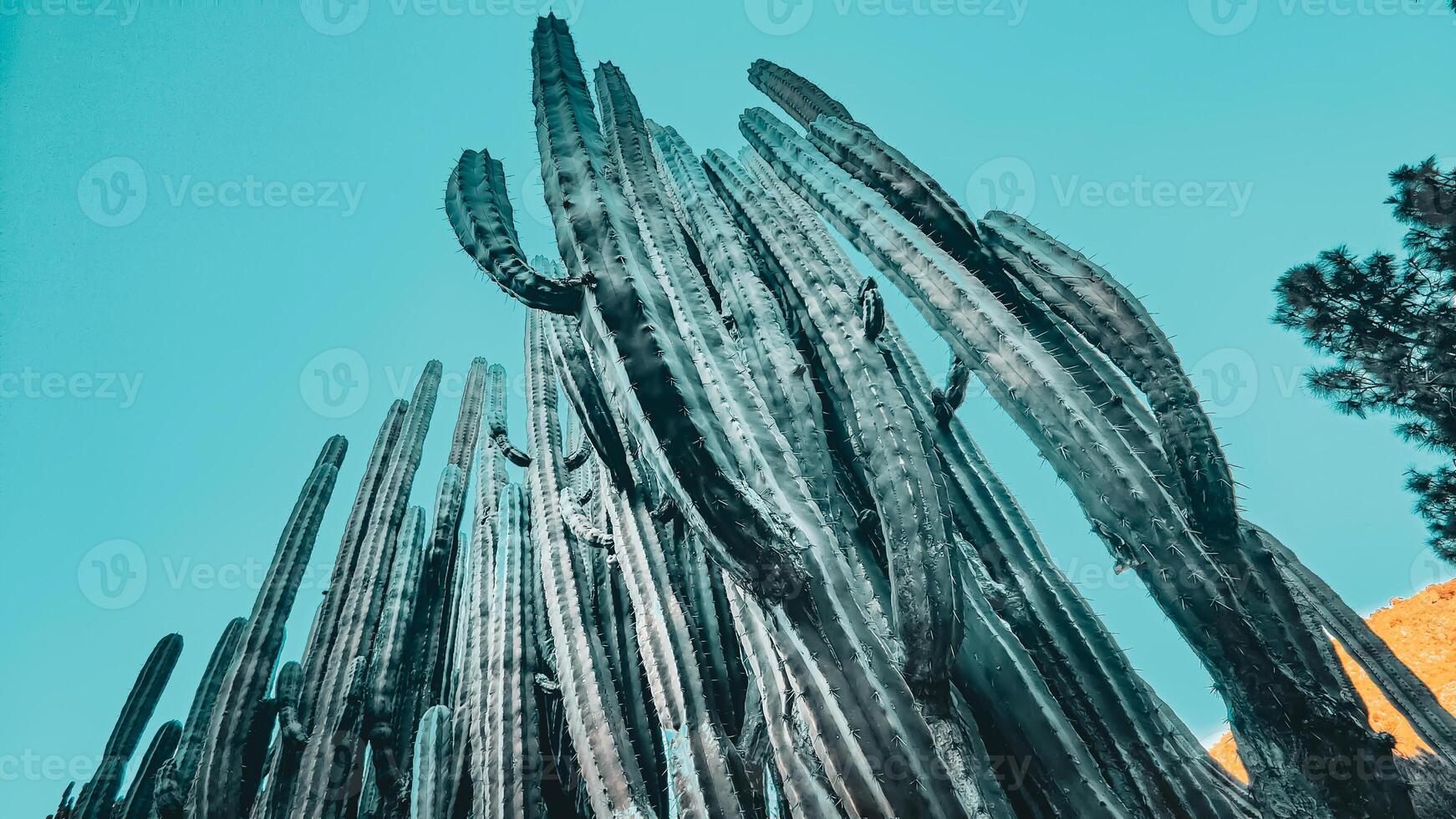 Tall cactus in the desert contrast with the blue sky, forming a dramatic landscape photo