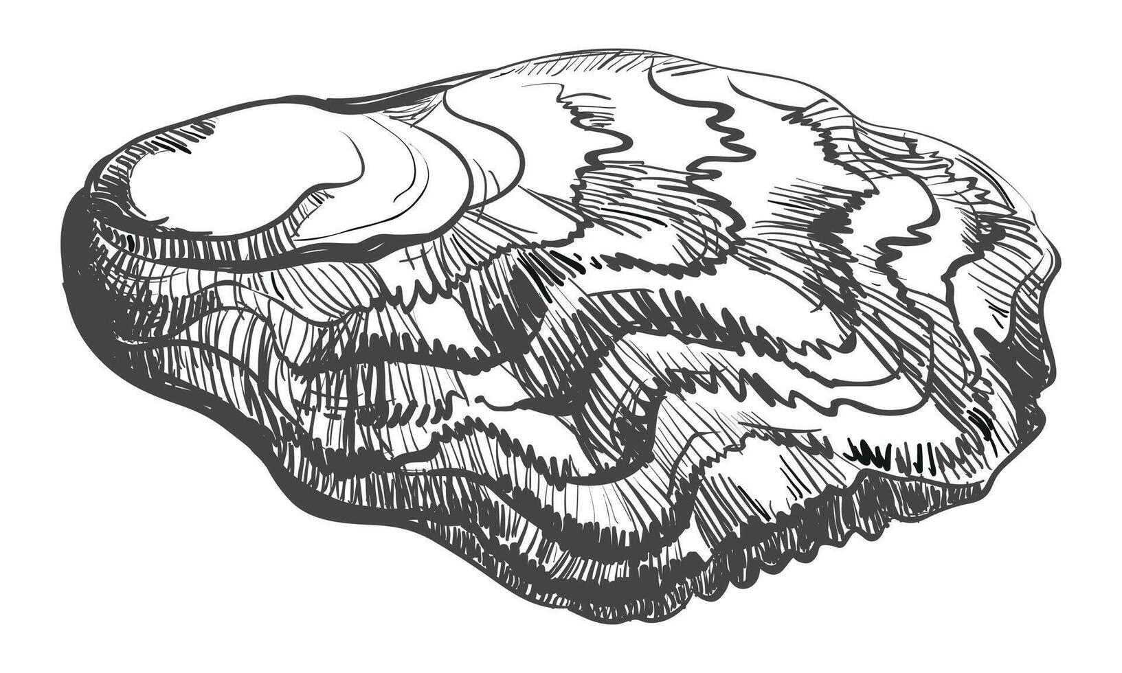 Oyster . Hand drawn oyster shells. Fresh oyster isolated on white background, linear sketch. Engraving effect, linear ink drawing. Clipart for logo, menu. vector