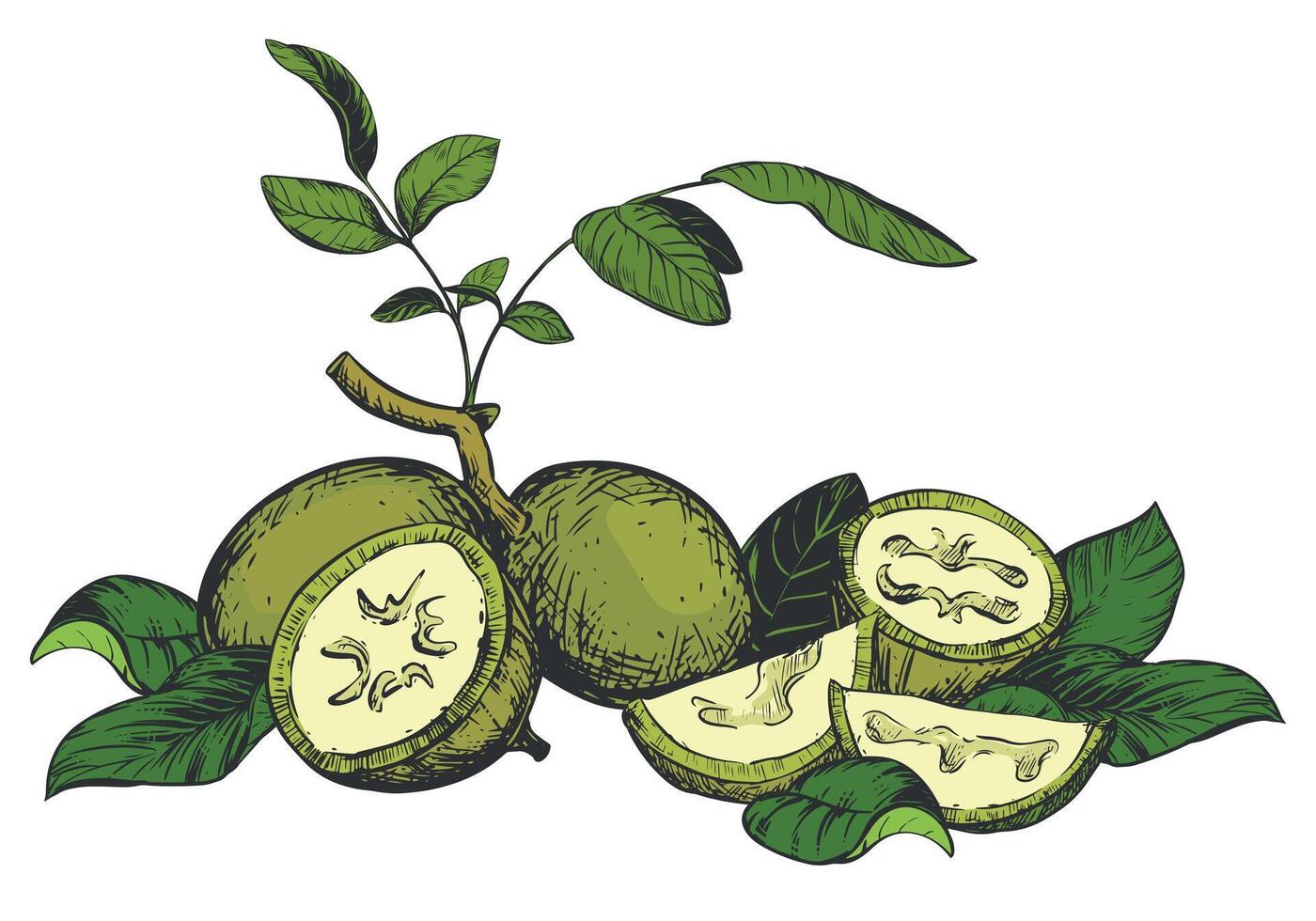 composition of walnut in color engraving technique. Unripe walnut seeds whole and halves, leaves and branches lie on the table. Ingredient for Nocino liqueur. Linear sketch in black ink. vector