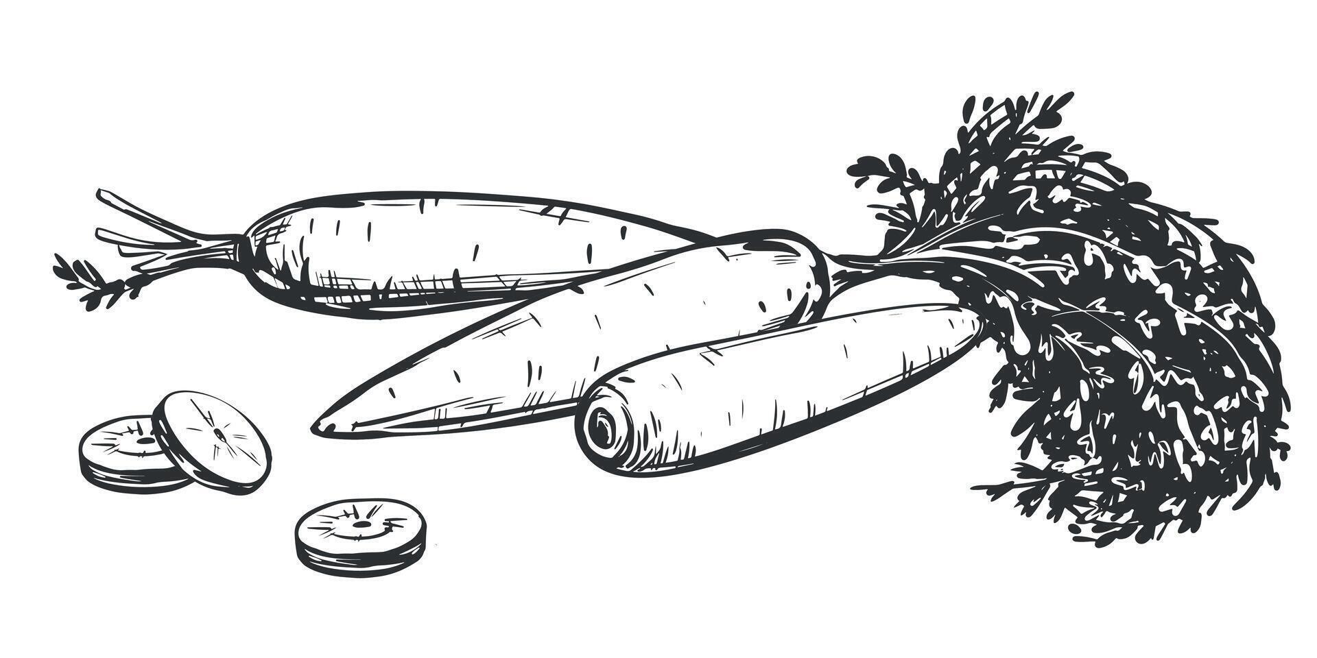 Set of carrot sketches. Whole vegetable with leaves and sliced pieces. Hand drawn natural farm food in engraving style. Source of vitamin A. Edible root vegetable. Vegetarian food. vector