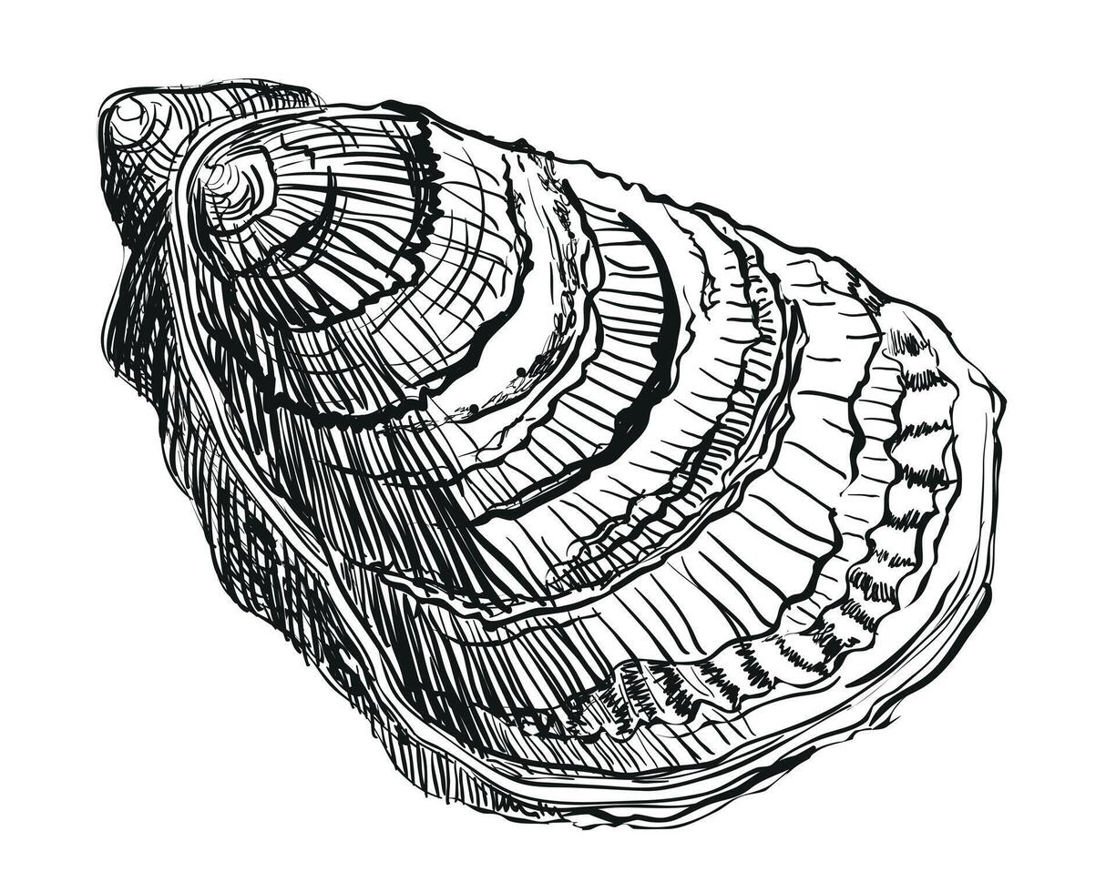 Oyster . Hand drawn oyster shells. Fresh oyster isolated on white background, linear sketch. Engraving effect, linear ink drawing. Clipart for logo, menu. vector