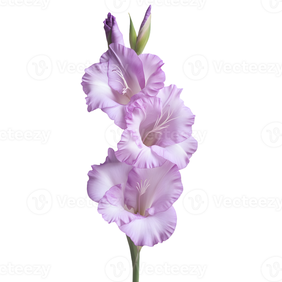 Beautiful lavender gladiolus with delicate petals, perfect for floral arrangements and garden themes, symbolizing strength and integrity. png