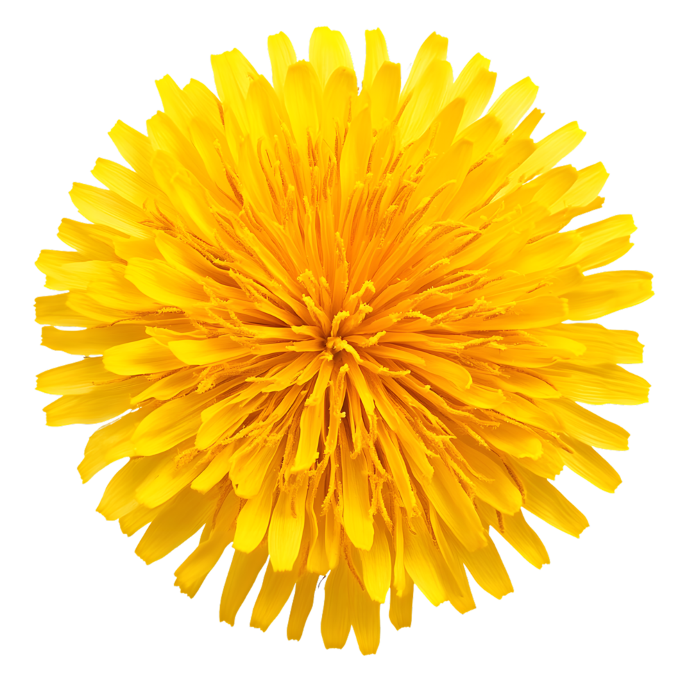 vibrante amarillo diente de león flor en lleno floración, exhibiendo sus intrincado pétalo arreglo y natural belleza. png